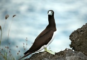 16th Mar 2011 - Brown Booby on cliff edge