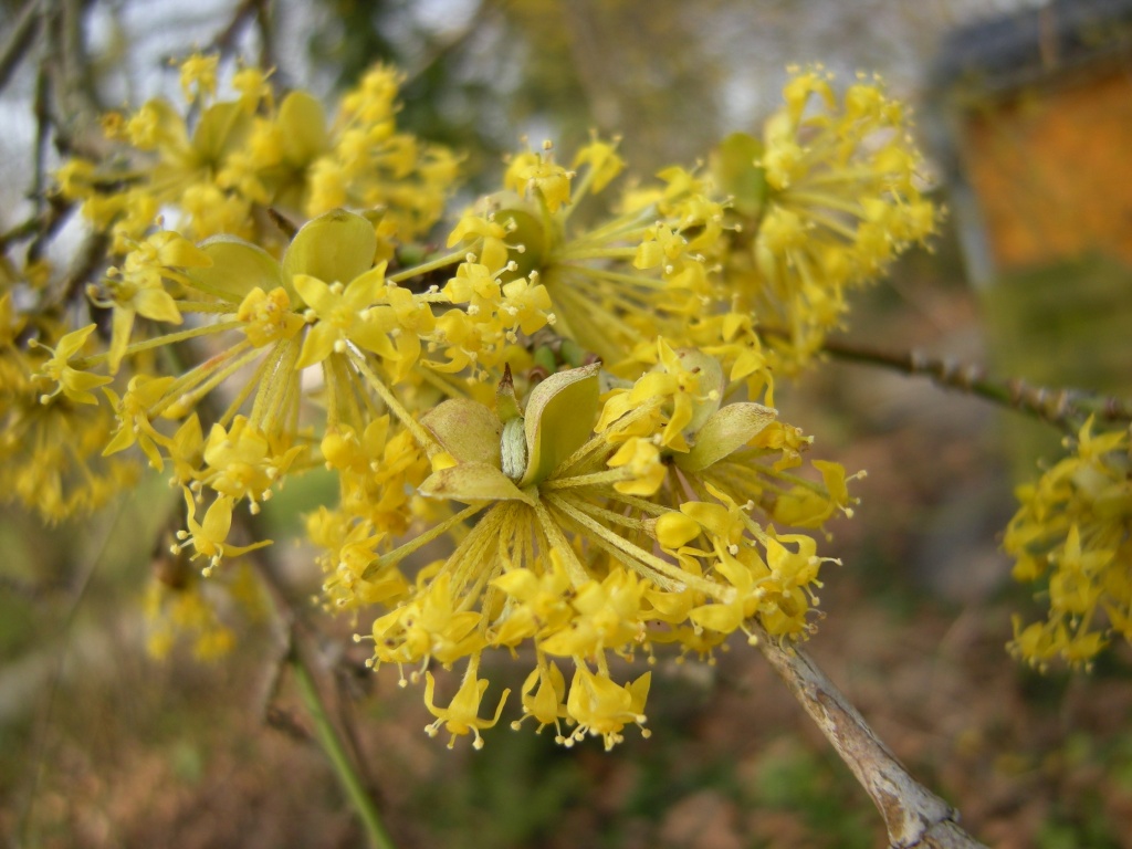 Yellow spring by pyrrhula