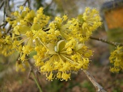 17th Mar 2011 - Yellow spring