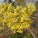 Yellow spring by pyrrhula