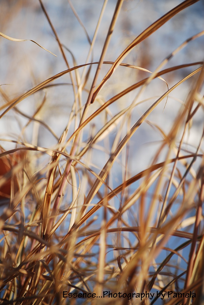 winter grass... by earthbeone