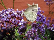 17th Mar 2011 - Daylesford butterfly
