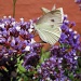 Daylesford butterfly by alia_801