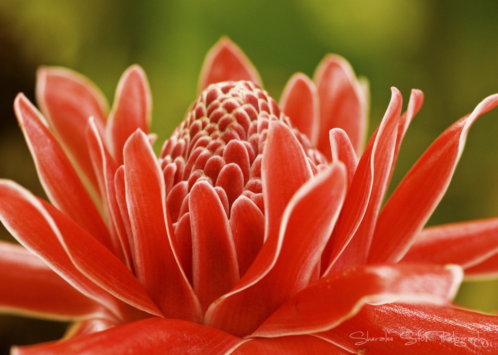 Pink Torch Ginger by bella_ss