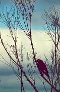 17th Mar 2011 - the crow