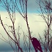 the crow by pocketmouse