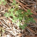 3-Leaf Clovers 3.17.11 by sfeldphotos