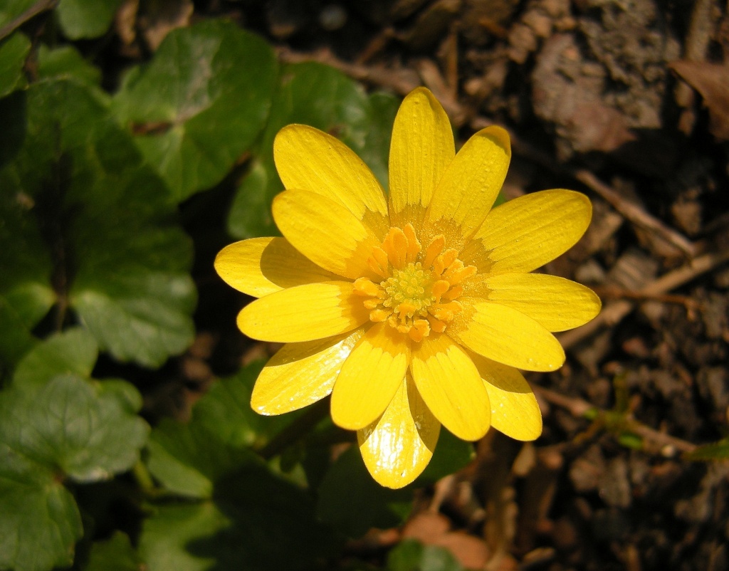 Yellow spring. 2 by pyrrhula