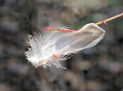 17th Mar 2011 - Feather