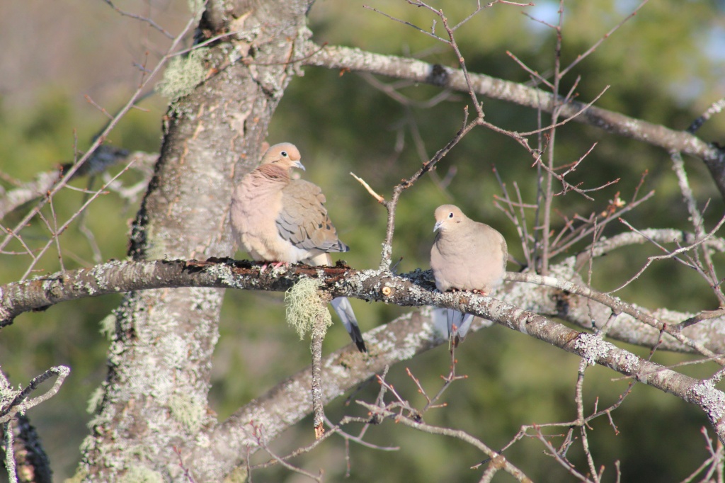 Mourning Doves by mandyj92