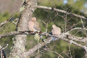 17th Mar 2011 - Mourning Doves