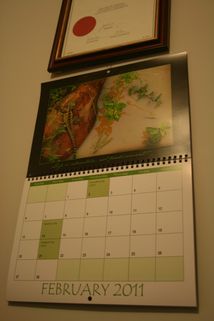 Bush Babe's calendar by corymbia