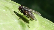 18th Mar 2011 - The Common Fly