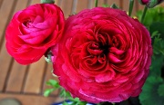 16th Mar 2011 - Roses