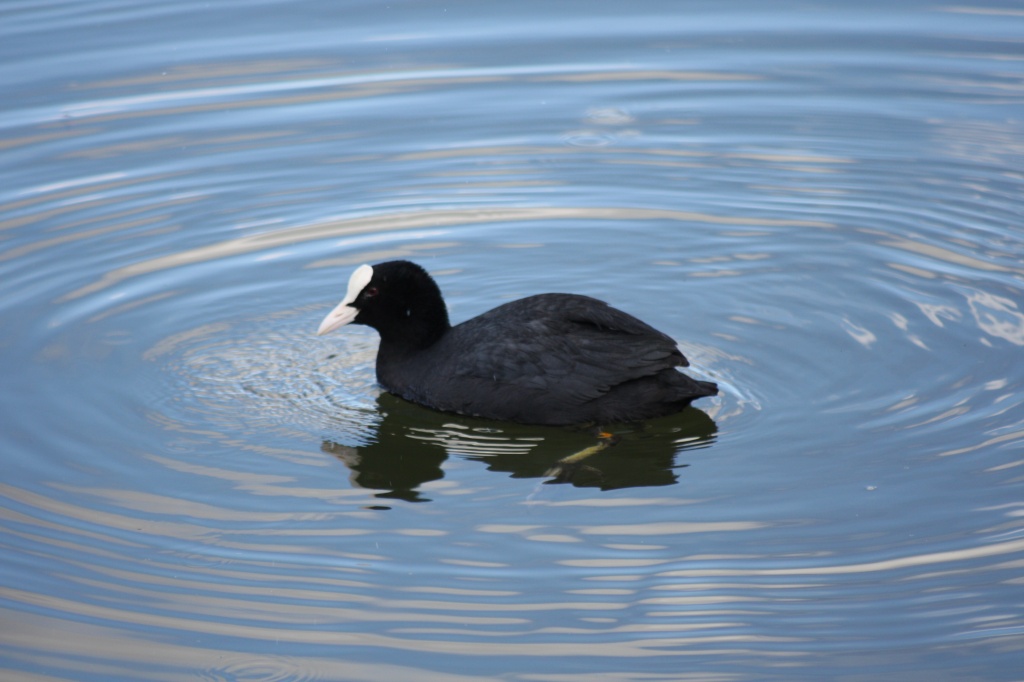 Coot by natsnell