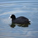 Coot by natsnell