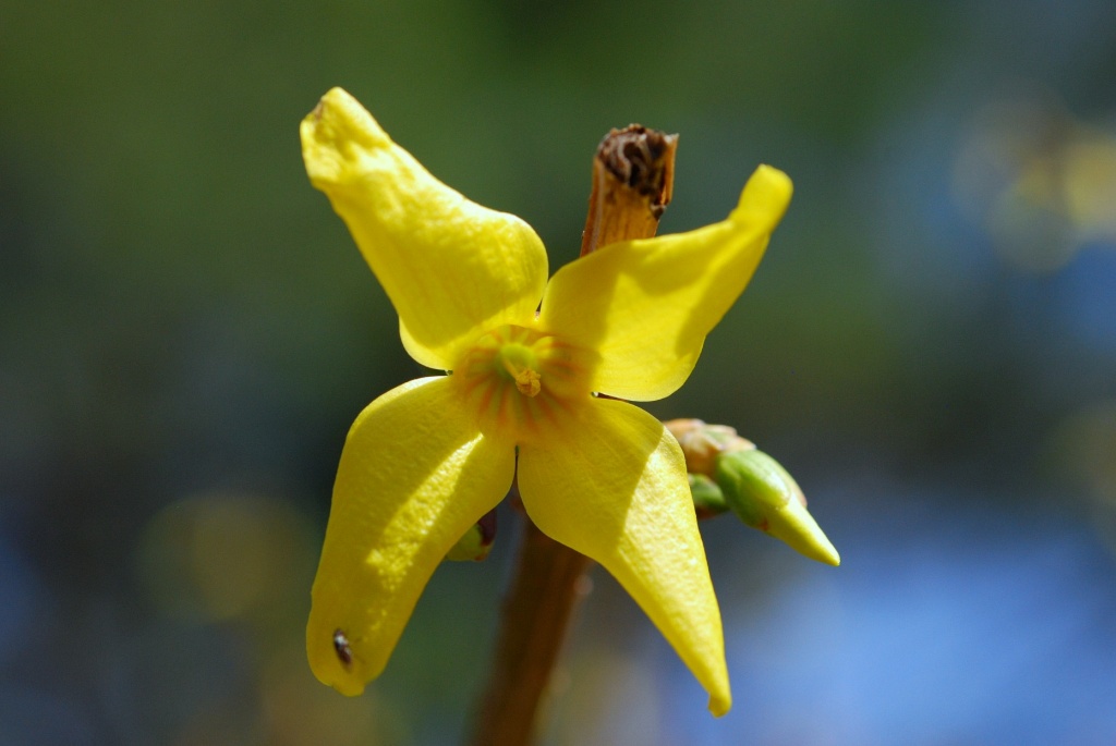 First Forsythia Blossom of the Year by sharonlc