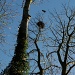 Treetop by sabresun