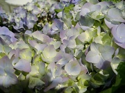 18th Mar 2011 - Sweet Hydrangea blues