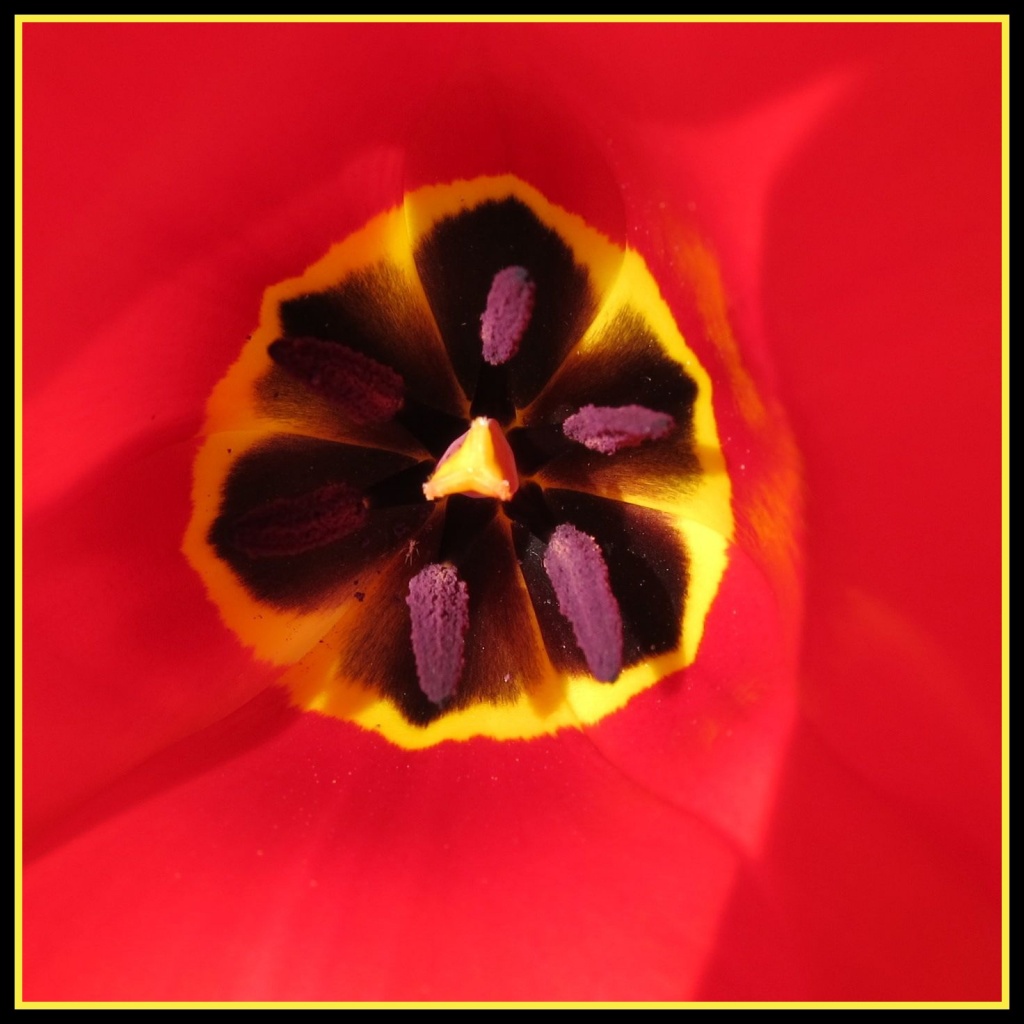 Inside a tulip by allie912