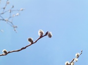 18th Mar 2011 - Spring Buds