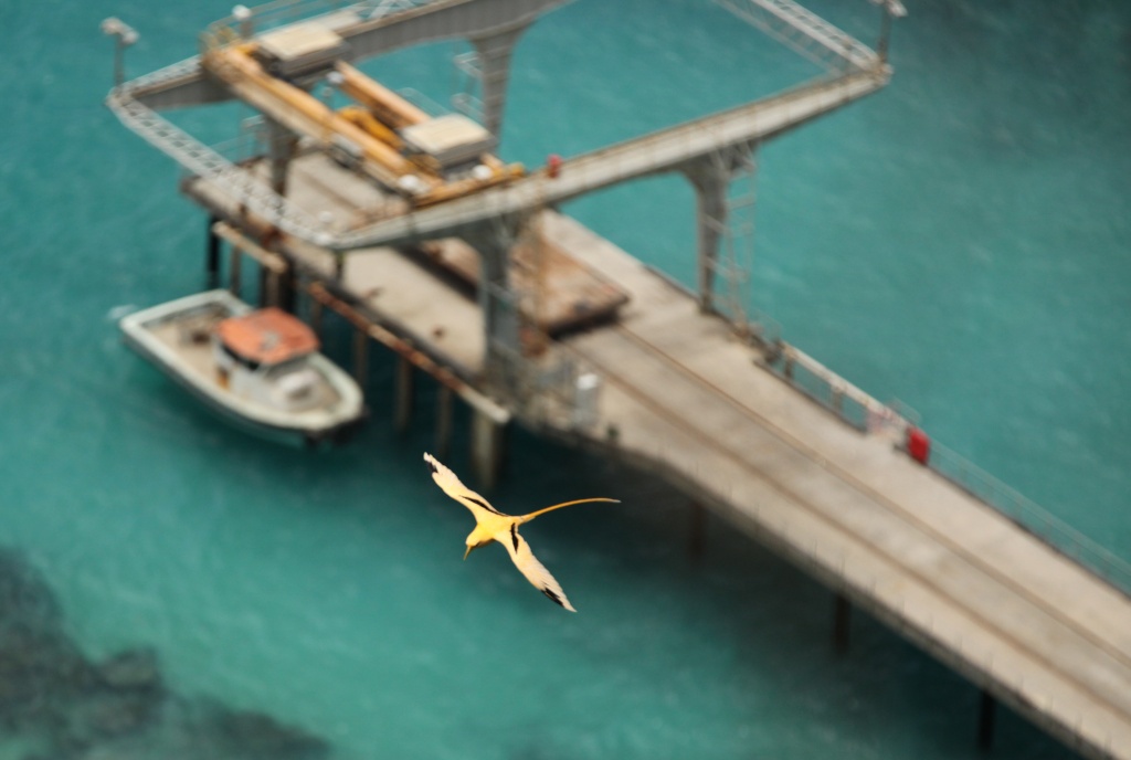 Golden Bosun Bird over Flying Fish Cove jetty by lbmcshutter