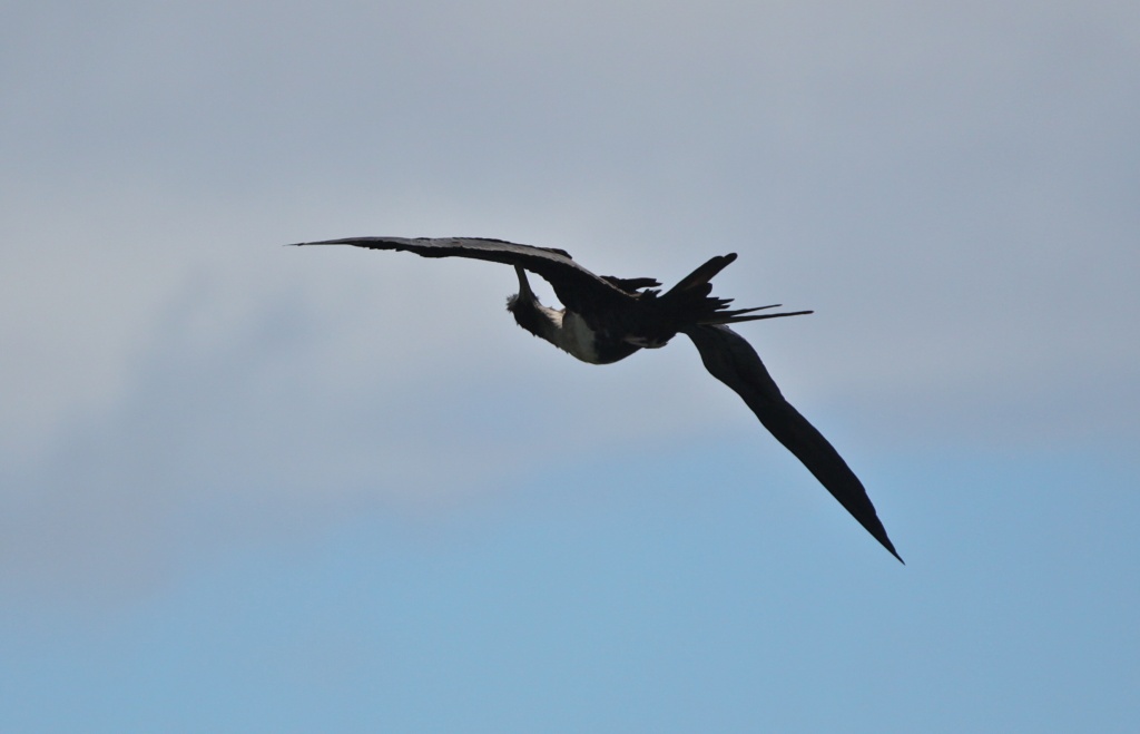 mid air grooming -frigate bird by lbmcshutter