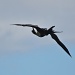 mid air grooming -frigate bird by lbmcshutter