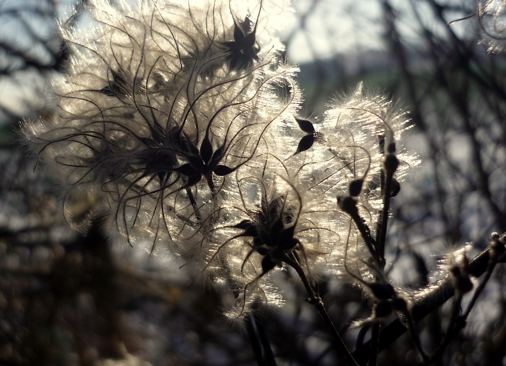 Old Man's Beard by andycoleborn