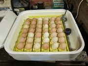 19th Mar 2011 - Eggs in the incubator.
