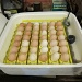 Eggs in the incubator. by happypat
