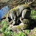 A stone bear by mattjcuk