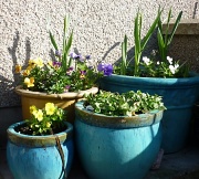 19th Mar 2011 - happy pansies