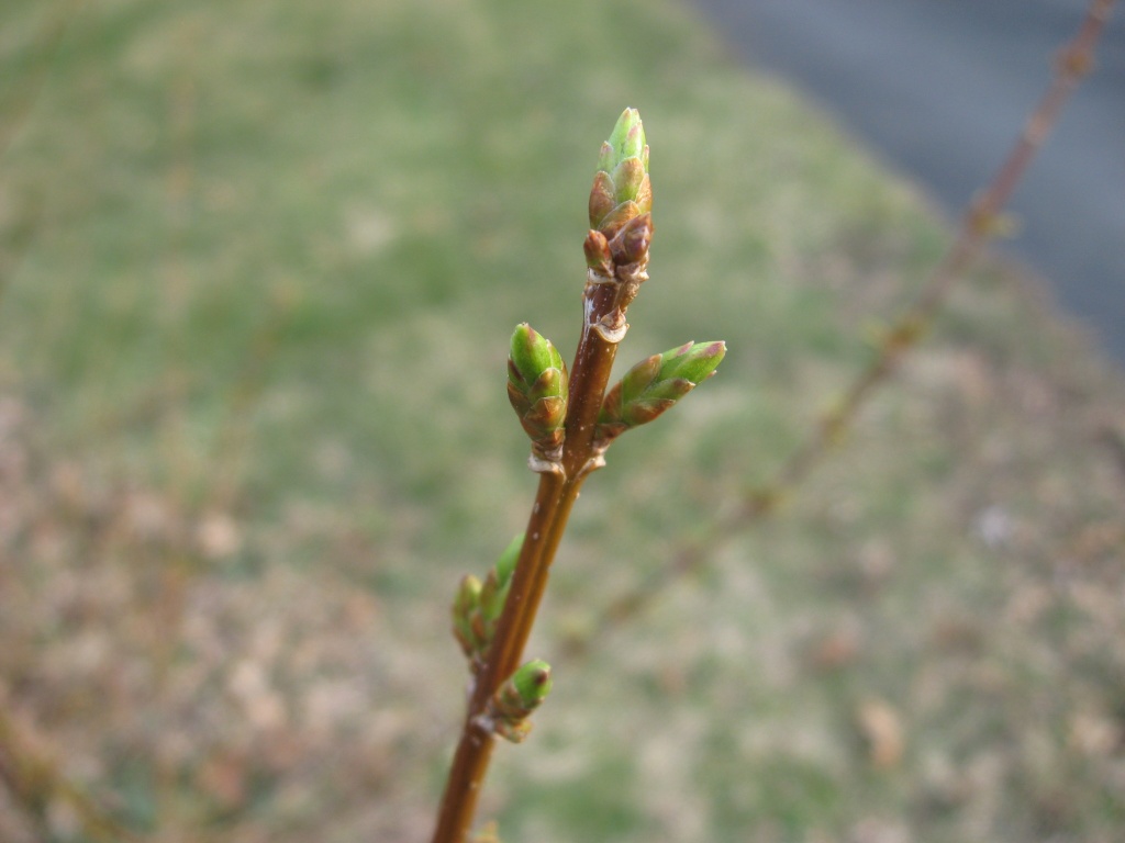 Forsythia buds by mittens