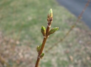 19th Mar 2011 - Forsythia buds