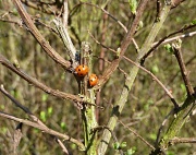 19th Mar 2011 - Ladybirds sunbathing