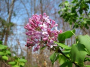 19th Mar 2011 - Lilac Time