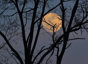 18th Mar 2011 - Almost Full Moon