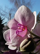 19th Mar 2011 - Orchid