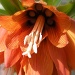 Fritillaria imperialis by judithdeacon