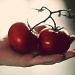 one tomato, two tomato by pocketmouse