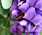 19th Mar 2011 - Busy Little Bee