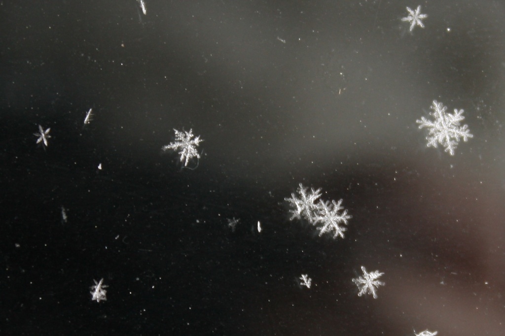 365-IMG_0996 Snow flakes by annelis