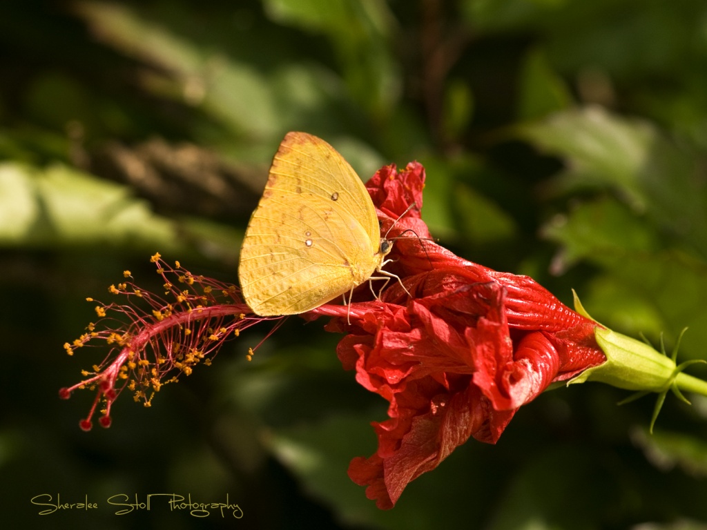 Butterfly on hibiscus by bella_ss