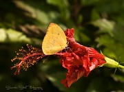 20th Mar 2011 - Butterfly on hibiscus