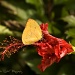 Butterfly on hibiscus by bella_ss