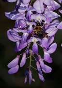 18th Mar 2011 - Bees love wisteria, too