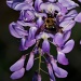 Bees love wisteria, too by eudora