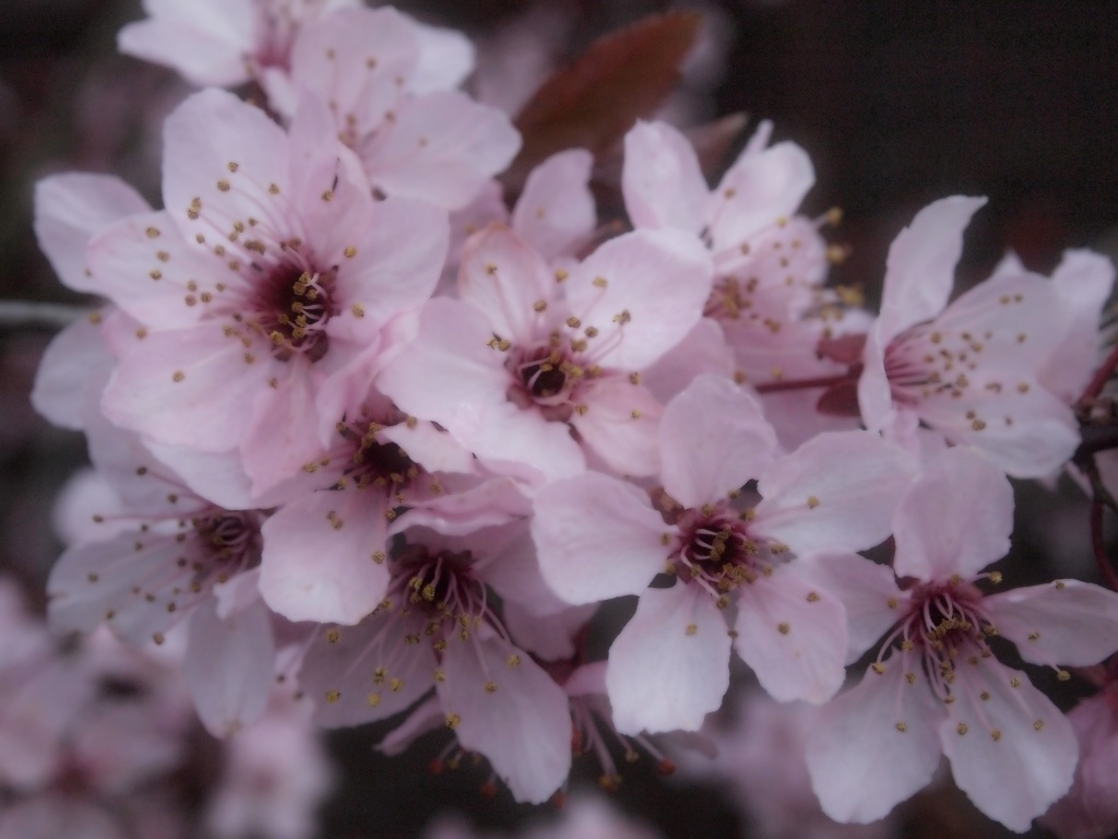 Cherry blossom from my Mother's garden by mattjcuk
