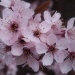 Cherry blossom from my Mother's garden by mattjcuk